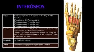 Origen Plantares: 1° plantar al 2° espacio, el 2° al 3° y 3° al 4°.
Dorsales:
1° cara interna del 2° metatarsiano.
2° cara externa del 2° metatarsiano.
3° cara externa del 3° metatarsiano
4° cara externa del 4° metatarsiano.
Inserción Plantales: Cara interna del 2°, 3° y 4° metatarsiano . Borde interno de
la base proximal de la falange correspondiente.
Dorsales: 1° y 2° dorsal a lado de cada base de la 1° falange del 2°
dedo, 3° dorsal sobre el borde externo de la 1° falange del 3° dedo,
4° dorsal sobre el 4° dedo.
Inervación Nervio plantar externo
Acción Flexionan la falange proximal y extienden las otras.
 