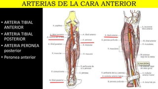 ARTERIAS DE LA CARA ANTERIOR
• ARTERIA TIBIAL
ANTERIOR
• ARTERIA TIBIAL
POSTERIOR
• ARTERIA PERONEA
posterior
• Peronea anterior
 