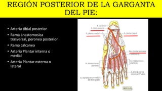 REGIÓN POSTERIOR DE LA GARGANTA
DEL PIE:
• Arteria tibial posterior
• Rama anastomosica
trasversal, peronea posterior
• Rama calcanea
• Arteria Plantar interna o
medial
• Arteria Plantar externa o
lateral
 
