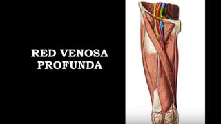 RED VENOSA
PROFUNDA
 