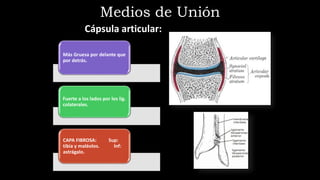 Cápsula articular:
Más Gruesa por delante que
por detrás.
Fuerte a los lados por los lig.
colaterales.
CAPA FIBROSA: Sup:
tibia y maléolos. Inf:
astrágalo.
Medios de Unión
 