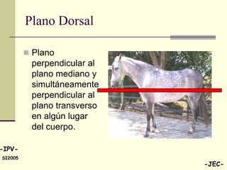 Plano Dorsal

          Plano
          perpendicular al
          plano mediano y
          simultáneamente
          perpendicular al
          plano transverso
          en algún lugar
          del cuerpo.

-IPV-
SI2005
                             -JEC-
 