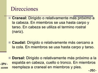 Direcciones
          Craneal: Dirigido o relativamente más próximo a
           la cabeza. En miembros se usa hasta carpo y
           tarso. En cabeza se utiliza el termino rostral
           (nariz).

          Caudal: Dirigido o relativamente más cercano a
           la cola. En miembros se usa hasta carpo y tarso.

          Dorsal: Dirigido o relativamente más próximo a la
-IPV-      espalda en cabeza, cuello o tronco. En miembros
SI2005     reemplaza a craneal en miembros y pies.
                                                        -JEC-
 