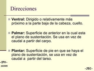 Direcciones
          Ventral: Dirigido o relativamente más
           próximo a la parte baja de la cabeza, cuello.

          Palmar: Superficie de anterior en la cual esta
           el plano de sustentación. Se usa en vez de
           caudal a partir del carpo.

          Plantar: Superficie de pie en que se haya el
           plano de sustentación, se usa en vez de
           caudal a partir del tarso.
-IPV-
SI2005
                                                           -JEC-
 