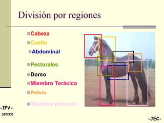 División por regiones
           Cabeza
           Cuello
           Abdominal

           Pectorales

           Dorso
           Miembro Torácico
           Pelvis

           Miembro pelviano
-IPV-
SI2005
                                 -JEC-
 