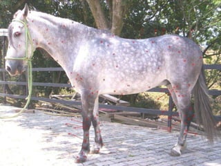 -IPV-
SI2005
         -JEC-
 