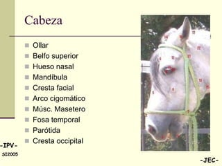 Cabeza
          Ollar
          Belfo superior
          Hueso nasal
          Mandíbula
          Cresta facial
          Arco cigomático
          Músc. Masetero
          Fosa temporal
          Parótida
          Cresta occipital
-IPV-
SI2005
                              -JEC-
 