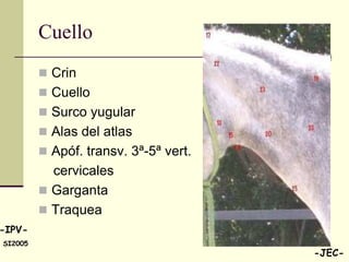 Cuello
          Crin
          Cuello
          Surco yugular
          Alas del atlas
          Apóf. transv. 3ª-5ª vert.
           cervicales
          Garganta
          Traquea
-IPV-
SI2005
                                       -JEC-
 