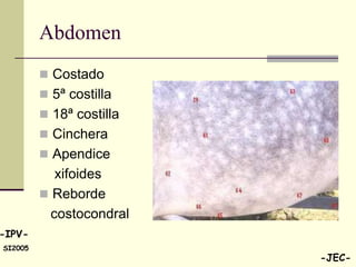 Abdomen
          Costado
          5ª costilla
          18ª costilla
          Cinchera
          Apendice
            xifoides
          Reborde
           costocondral
-IPV-
SI2005
                          -JEC-
 