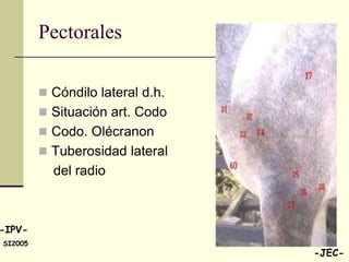 Pectorales

          Cóndilo lateral d.h.
          Situación art. Codo
          Codo. Olécranon
          Tuberosidad lateral
           del radio



-IPV-
SI2005
                                  -JEC-
 