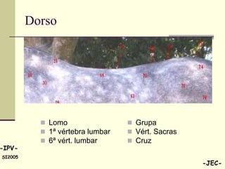 Dorso




            Lomo                  Grupa
            1ª vértebra lumbar    Vért. Sacras
            6ª vért. lumbar       Cruz
-IPV-
SI2005
                                                   -JEC-
 