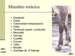 Miembro torácico

             Espejuelo
             Carpo
             Tuberosidad metacarpiana
             Caña
             Tendones superf. y profundo
             Menudillo
             Cerneja
             Cuartilla
             Corona
             Talón
             Muralla
-IPV-
             Cartílago lat. 3ª falange
SI2005
                                            -JEC-
 
