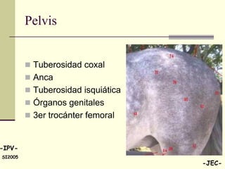 Pelvis


          Tuberosidad coxal
          Anca
          Tuberosidad isquiática
          Órganos genitales
          3er trocánter femoral



-IPV-
SI2005
                                    -JEC-
 