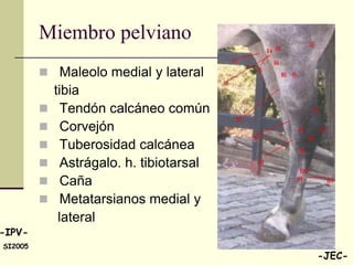 Miembro pelviano
          Maleolo medial y lateral
             tibia
              Tendón calcáneo común
              Corvejón
              Tuberosidad calcánea
              Astrágalo. h. tibiotarsal
              Caña
              Metatarsianos medial y
              lateral
-IPV-
SI2005
                                           -JEC-
 