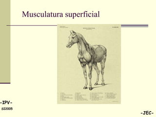 Musculatura superficial




-IPV-
SI2005
                                   -JEC-
 