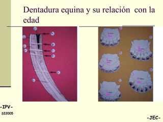 Dentadura equina y su relación con la
         edad




-IPV-
SI2005
                                           -JEC-
 