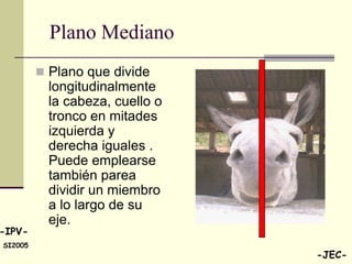 Plano Mediano
          Plano que divide
           longitudinalmente
           la cabeza, cuello o
           tronco en mitades
           izquierda y
           derecha iguales .
           Puede emplearse
           también parea
           dividir un miembro
           a lo largo de su
           eje.
-IPV-
SI2005
                                 -JEC-
 