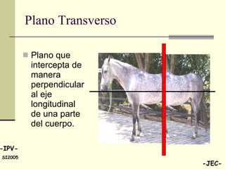 Plano Transverso  Plano que intercepta de manera perpendicular al eje longitudinal de una parte del cuerpo. 