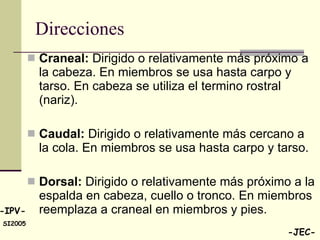 Direcciones Craneal:  Dirigido o relativamente más próximo a la cabeza. En miembros se usa hasta carpo y tarso. En cabeza se utiliza el termino rostral (nariz). Caudal:  Dirigido o relativamente más cercano a  la cola. En miembros se usa hasta carpo y tarso. Dorsal:  Dirigido o relativamente más próximo a la espalda en cabeza, cuello o tronco. En miembros reemplaza a craneal en miembros y pies. 