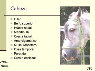 Cabeza Ollar Belfo superior Hueso nasal Mandíbula Cresta facial Arco cigomático Músc. Masetero  Fosa temporal Parótida Cresta occipital 
