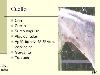 Cuello Crin Cuello Surco yugular Alas del atlas Apóf. transv. 3ª-5ª vert. cervicales Garganta Traquea 