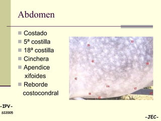Abdomen Costado 5ª costilla 18ª costilla Cinchera Apendice  xifoides Reborde  costocondral 