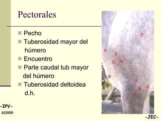 Pectorales Pecho Tuberosidad mayor del húmero Encuentro Parte caudal tub mayor del húmero Tuberosidad deltoidea  d.h. 