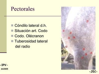 Pectorales Cóndilo lateral d.h. Situación art. Codo Codo. Olécranon  Tuberosidad lateral  del radio 