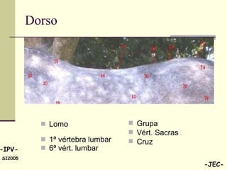 Lomo  1ª vértebra lumbar 6ª vért. lumbar Dorso Grupa Vért. Sacras Cruz 