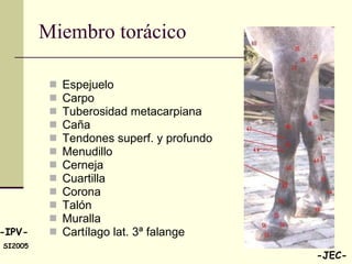 Miembro torácico Espejuelo Carpo Tuberosidad metacarpiana Caña Tendones superf. y profundo Menudillo Cerneja Cuartilla Corona Talón  Muralla Cartílago lat. 3ª falange  