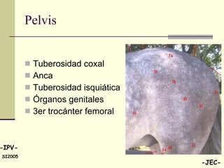 Pelvis  Tuberosidad coxal Anca  Tuberosidad isquiática Órganos genitales 3er trocánter femoral 