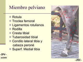 Miembro pelviano Rotula Troclea femoral Ligamentos rotulianos Rodilla Cresta tibial Tuberosidad tibial Condilo lateral tibia y  cabeza peroné Superf. Medial tibia 