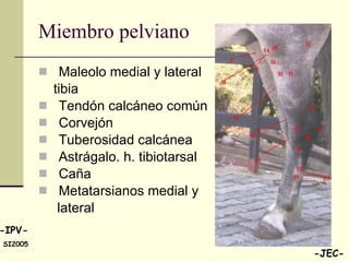 Miembro pelviano Maleolo medial y lateral tibia Tendón calcáneo común Corvejón Tuberosidad calcánea Astrágalo. h. tibiotarsal Caña Metatarsianos medial y  lateral 