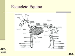 Esqueleto Equino 