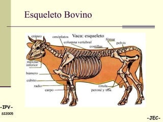 Esqueleto Bovino 