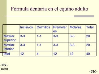Fórmula dentaria en el equino adulto 40 12 12 4 12 total 20 3-3 3-3 1-1 3-3 Maxilar inferior 20 3-3 3-3 1-1 3-3 Maxilar superior Total Molares Premolares Colmillos Incisivos 