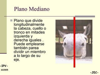 Plano Mediano Plano que divide longitudinalmente la cabeza, cuello o tronco en mitades izquierda y derecha iguales . Puede emplearse también parea dividir un miembro a lo largo de su eje. 