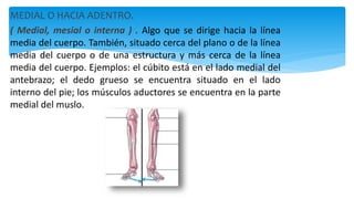 MEDIAL O HACIA ADENTRO.
( Medial, mesial o interna ) . Algo que se dirige hacia la línea
media del cuerpo. También, situado cerca del plano o de la línea
media del cuerpo o de una estructura y más cerca de la línea
media del cuerpo. Ejemplos: el cúbito está en el lado medial del
antebrazo; el dedo grueso se encuentra situado en el lado
interno del pie; los músculos aductores se encuentra en la parte
medial del muslo.
 