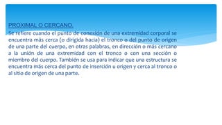 PROXIMAL O CERCANO.
Se refiere cuando el punto de conexión de una extremidad corporal se
encuentra más cerca (o dirigida hacia) el tronco o del punto de origen
de una parte del cuerpo, en otras palabras, en dirección o más cercano
a la unión de una extremidad con el tronco o con una sección o
miembro del cuerpo. También se usa para indicar que una estructura se
encuentra más cerca del punto de inserción u origen y cerca al tronco o
al sitio de origen de una parte.
 