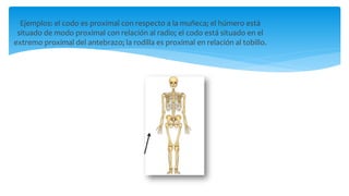 Ejemplos: el codo es proximal con respecto a la muñeca; el húmero está
situado de modo proximal con relación al radio; el codo está situado en el
extremo proximal del antebrazo; la rodilla es proximal en relación al tobillo.
 