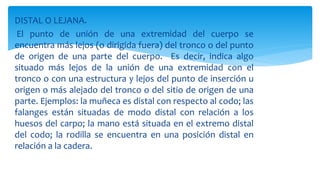 DISTAL O LEJANA.
El punto de unión de una extremidad del cuerpo se
encuentra más lejos (o dirigida fuera) del tronco o del punto
de origen de una parte del cuerpo. Es decir, indica algo
situado más lejos de la unión de una extremidad con el
tronco o con una estructura y lejos del punto de inserción u
origen o más alejado del tronco o del sitio de origen de una
parte. Ejemplos: la muñeca es distal con respecto al codo; las
falanges están situadas de modo distal con relación a los
huesos del carpo; la mano está situada en el extremo distal
del codo; la rodilla se encuentra en una posición distal en
relación a la cadera.
 