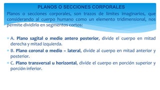 PLANOS O SECCIONES CORPORALES
Planos o secciones corporales, son trazos de límites imaginarios, que
considerando al cuerpo humano como un elemento tridimensional, nos
permite dividirlo en segmentos cortos:
 A. Plano sagital o medio antero posterior, divide el cuerpo en mitad
derecha y mitad izquierda.
 B. Plano coronal o medio – lateral, divide al cuerpo en mitad anterior y
posterior.
 C. Plano transversal u horizontal, divide el cuerpo en porción superior y
porción inferior.
 