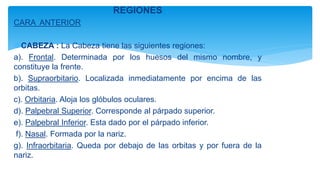 REGIONES
CARA ANTERIOR
CABEZA : La Cabeza tiene las siguientes regiones:
a). Frontal. Determinada por los huesos del mismo nombre, y
constituye la frente.
b). Supraorbitario. Localizada inmediatamente por encima de las
orbitas.
c). Orbitaria. Aloja los glóbulos oculares.
d). Palpebral Superior. Corresponde al párpado superior.
e). Palpebral Inferior. Esta dado por el párpado inferior.
f). Nasal. Formada por la nariz.
g). Infraorbitaria. Queda por debajo de las orbitas y por fuera de la
nariz.
 