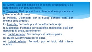 h). Malar. Está por debajo de la región infraorbitaria y es
determinada por el hueso malar.
i). Temporal. Dado por el hueso temporal, esa por encima
y alrededor de la oreja.
j). Parietal. Delimitada por el hueso parietal, está por
encima de la anterior.
k). Auricular. Formada por el pabellón de la oreja.
l). Mastoidea. Formada por la apófisis mastoides, está por
detrás de la oreja, parte inferior.
m). Labial superior. Formado por el labio superior.
n). Bucal. Determinada por la boca.
o). Labial inferior. Formado por el labio del mismo
nombre.
 