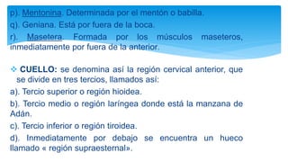 p). Mentonina. Determinada por el mentón o babilla.
q). Geniana. Está por fuera de la boca.
r). Masetera. Formada por los músculos maseteros,
inmediatamente por fuera de la anterior.
 CUELLO: se denomina así la región cervical anterior, que
se divide en tres tercios, llamados así:
a). Tercio superior o región hioidea.
b). Tercio medio o región laríngea donde está la manzana de
Adán.
c). Tercio inferior o región tiroidea.
d). Inmediatamente por debajo se encuentra un hueco
llamado « región supraesternal».
 