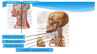 ANTERIOR POSTERIOR
Tercio superior
Tercio medio
Tercio inferior
« región supraesternal
 