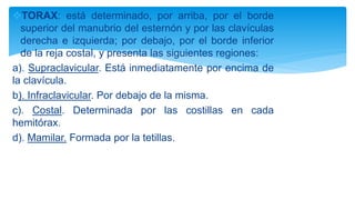 TORAX: está determinado, por arriba, por el borde
superior del manubrio del esternón y por las clavículas
derecha e izquierda; por debajo, por el borde inferior
de la reja costal, y presenta las siguientes regiones:
a). Supraclavicular. Está inmediatamente por encima de
la clavícula.
b). Infraclavicular. Por debajo de la misma.
c). Costal. Determinada por las costillas en cada
hemitórax.
d). Mamilar. Formada por la tetillas.
 