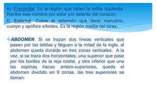 e). Precordial. Es la región que rodea la tetilla izquierda.
Recibe este nombre por estar por delante del corazón.
f). Esternal. Cubre el esternón que tiene manubrio,
cuerpo y apófisis xifoides. Es la región madia del tórax.
ABDOMEN. Si se trazan dos líneas verticales que
pasen por las tetillas y lleguen a la mitad de la ingle, el
abdomen queda dividido en tres zonas verticales. A la
vez, si se traza dos horizontales, una superior que pase
por los bordes de la reja costal, y otra inferior que una
las espinas iliacas antero-superiores, queda el
abdomen dividido en 9 zonas. las tres superiores se
llaman:
 