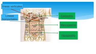 Epigastrio
Mesogastrio
Hipogastrio
líneas verticales
Líneas
horizontales
 