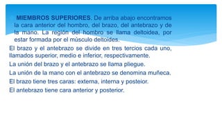  MIEMBROS SUPERIORES. De arriba abajo encontramos
la cara anterior del hombro, del brazo, del antebrazo y de
la mano. La región del hombro se llama deltoidea, por
estar formada por el músculo deltoides.
El brazo y el antebrazo se divide en tres tercios cada uno,
llamados superior, medio e inferior, respectivamente.
La unión del brazo y el antebrazo se llama pliegue.
La unión de la mano con el antebrazo se denomina muñeca.
El brazo tiene tres caras: externa, interna y posteior.
El antebrazo tiene cara anterior y posterior.
 